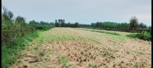شالیزار در چاف و چمخاله