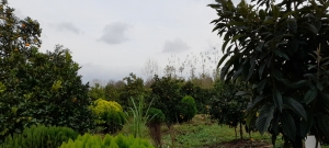 زمین باغی در شمال ایران