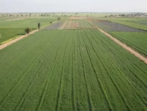 زمین های سرمایه گذاری در چاف و چمخاله